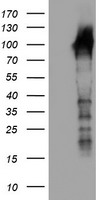 LRRC50 Antibody