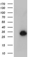 NANP Antibody
