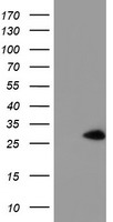 NANP Antibody