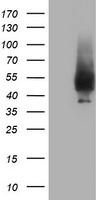 NPTN Antibody