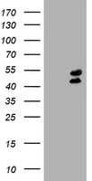 LIM1 Antibody