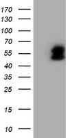LIM1 Antibody
