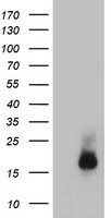 Cystatin C Antibody