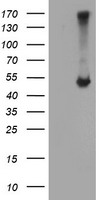 APMAP Antibody