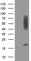 CNOT4 Antibody