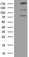 CNOT4 Antibody