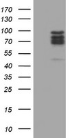 CNOT4 Antibody