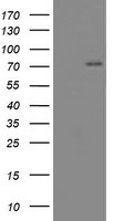 CNOT4 Antibody