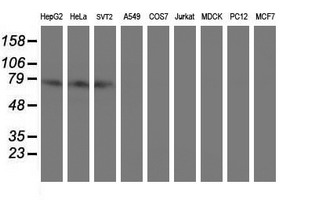 CNOT4 Antibody
