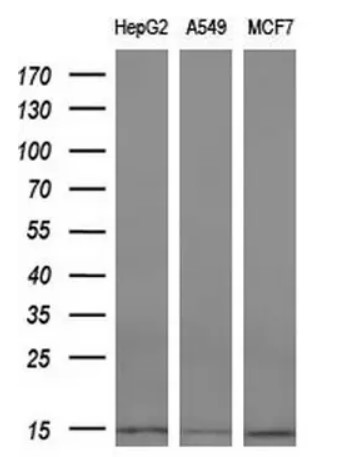 Cystatin C Antibody