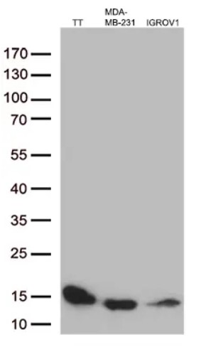 Cystatin C Antibody