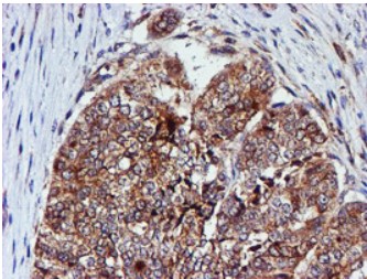Cystatin C Antibody