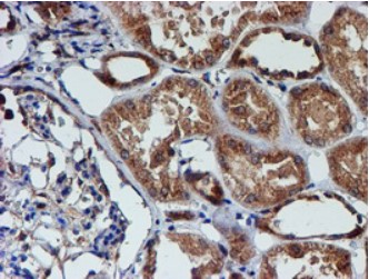 Cystatin C Antibody