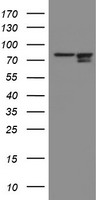 SPG7 Antibody