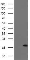 PDRG1 Antibody