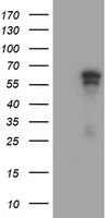 ACD Antibody