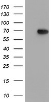 MIER2 Antibody