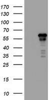 ACD Antibody
