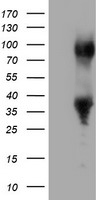ERCC1 Antibody