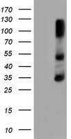 ERCC1 Antibody