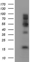 FMRP Antibody