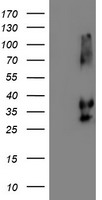 NPTN Antibody