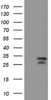 CAMLG Antibody