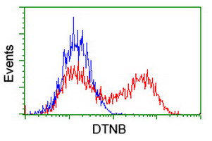 Dystrobrevin beta Antibody