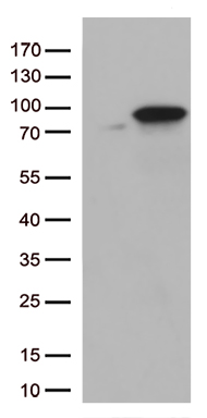 FMRP Antibody