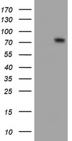 FMR1 Antibody