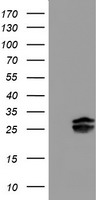Pallidin Antibody