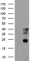 PECI Antibody