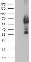 DTNB Antibody