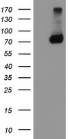 TRAP1 Antibody