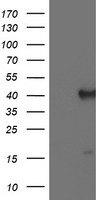 ECI2 Antibody