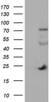 IGJ Antibody