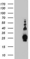 Pallidin Antibody