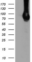 DGKA Antibody