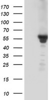 KCNJ3 Antibody