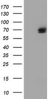 TULP3 Antibody