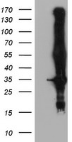 GIRK1 Antibody
