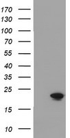 Cystatin S Antibody