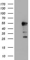 HEXO Antibody