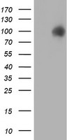 ERp72 Antibody