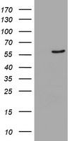 CYP2A6 Antibody