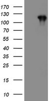 CCK4 Antibody