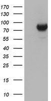 DGKA Antibody
