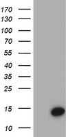 Cystatin S Antibody