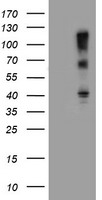 FBXO31 Antibody