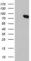 DGKA Antibody